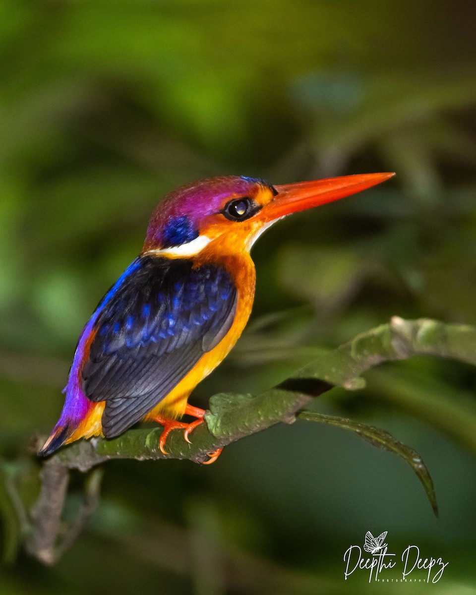 Black-backed Dwarf-Kingfisher - Deepthi Sunjith