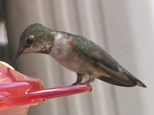 Rufous Hummingbird - ML514879061