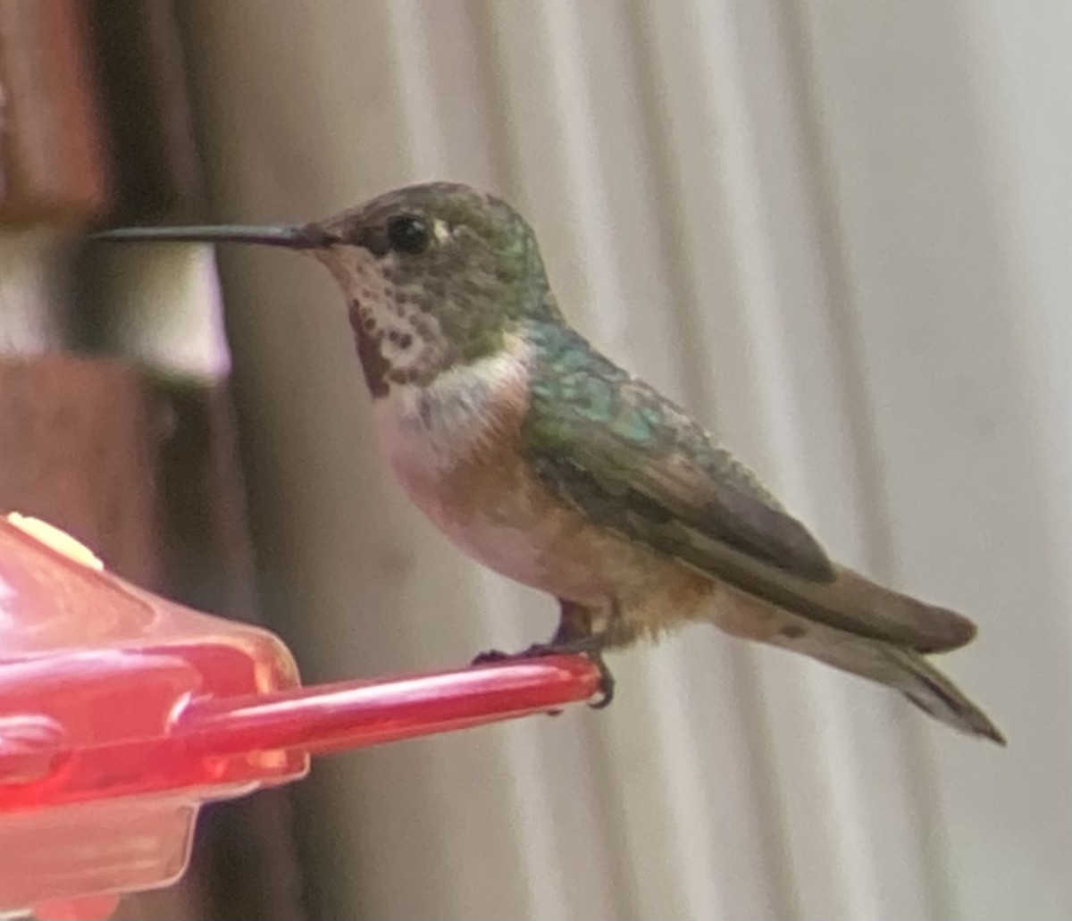 Rufous Hummingbird - ML514879071