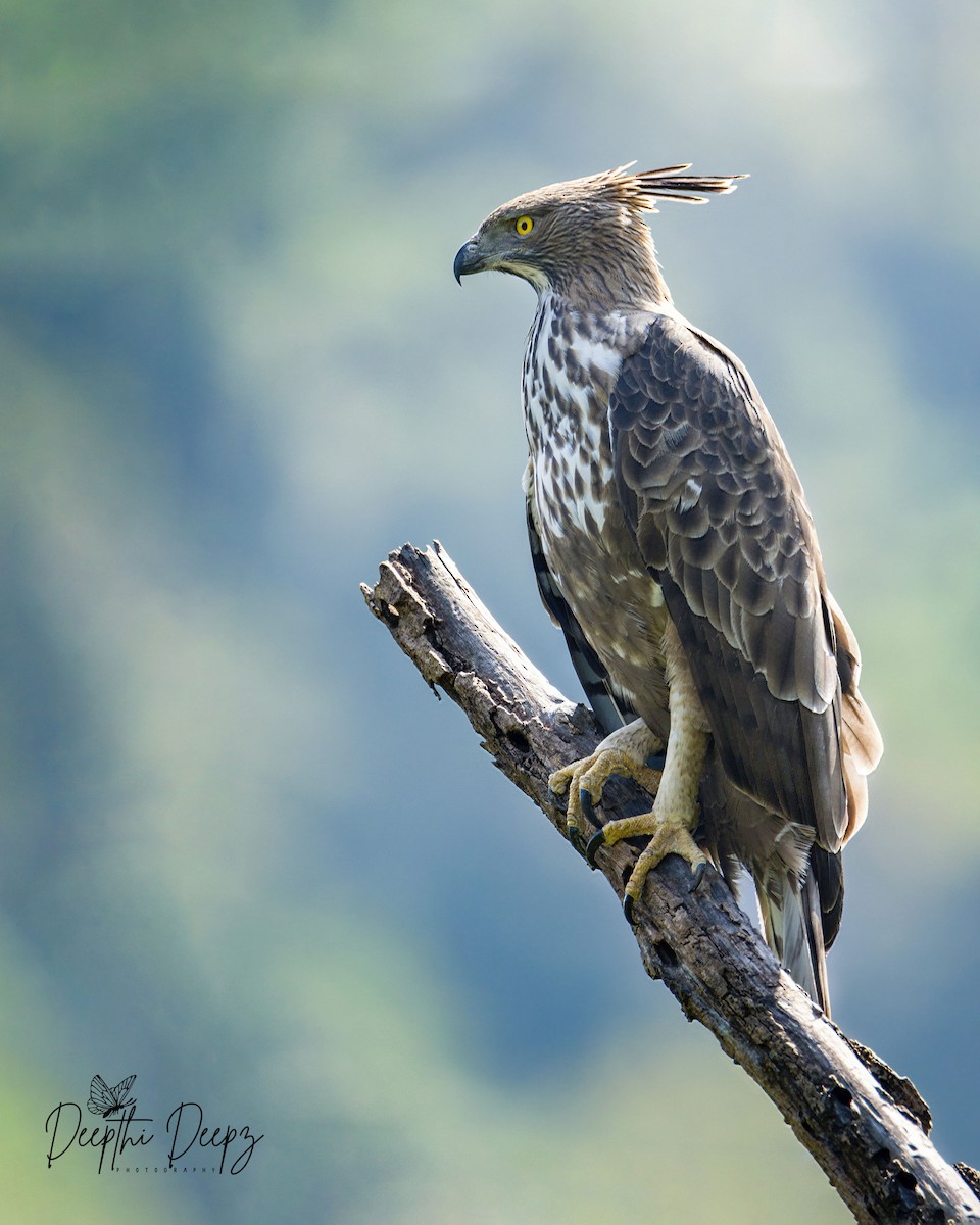 Changeable Hawk-Eagle (Crested) - Deepthi Sunjith