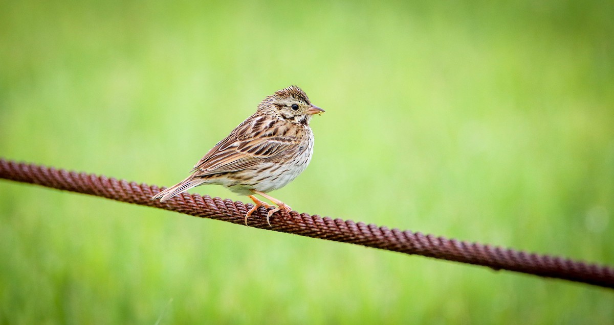 Savannah Sparrow - ML51489281