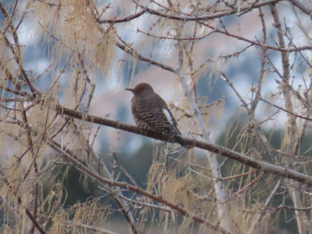 Northern Flicker (Red-shafted) - ML514893871