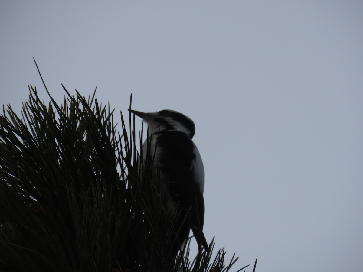 Hairy Woodpecker (Rocky Mts.) - ML514893961