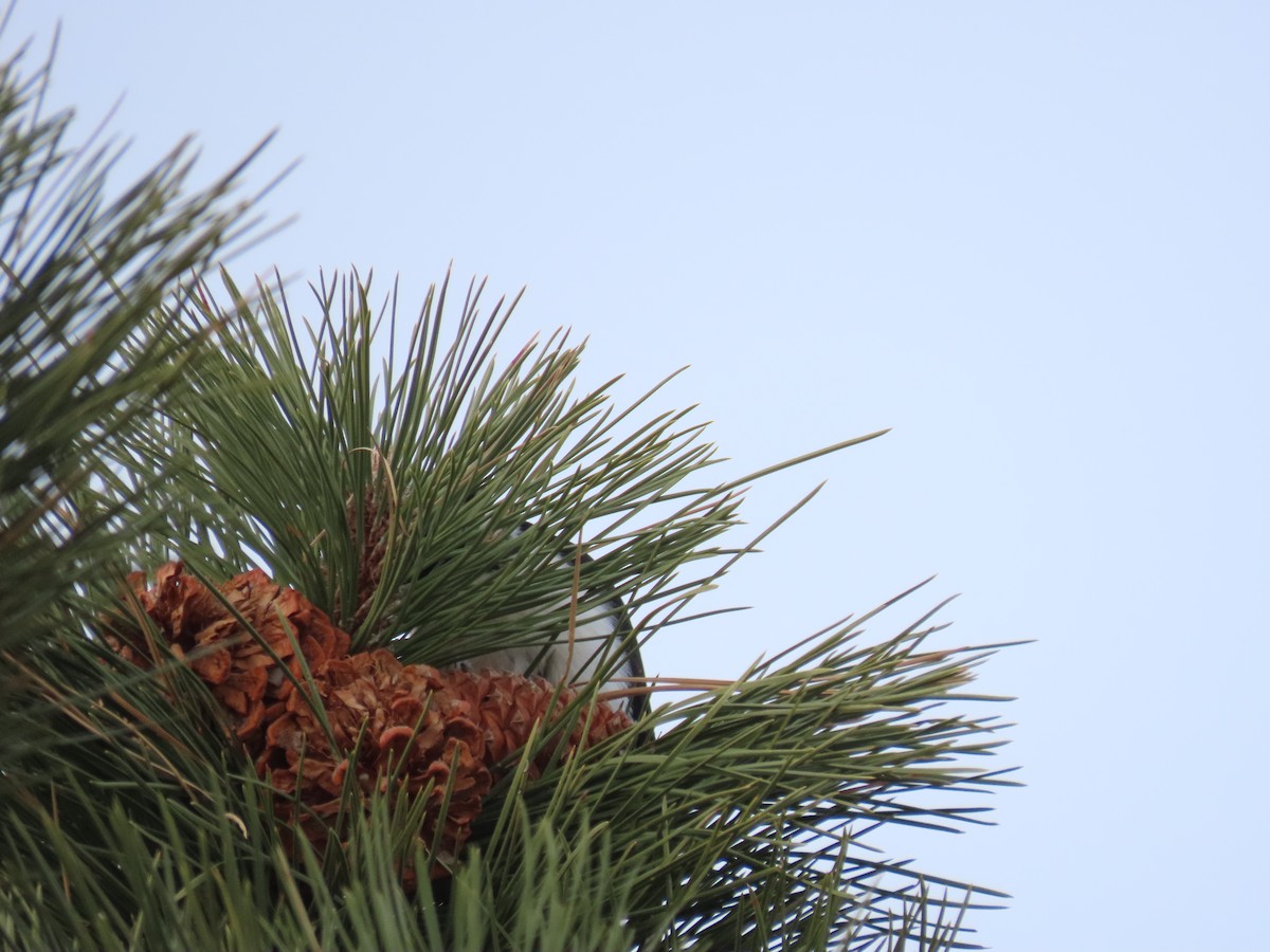 Hairy Woodpecker (Rocky Mts.) - ML514893981