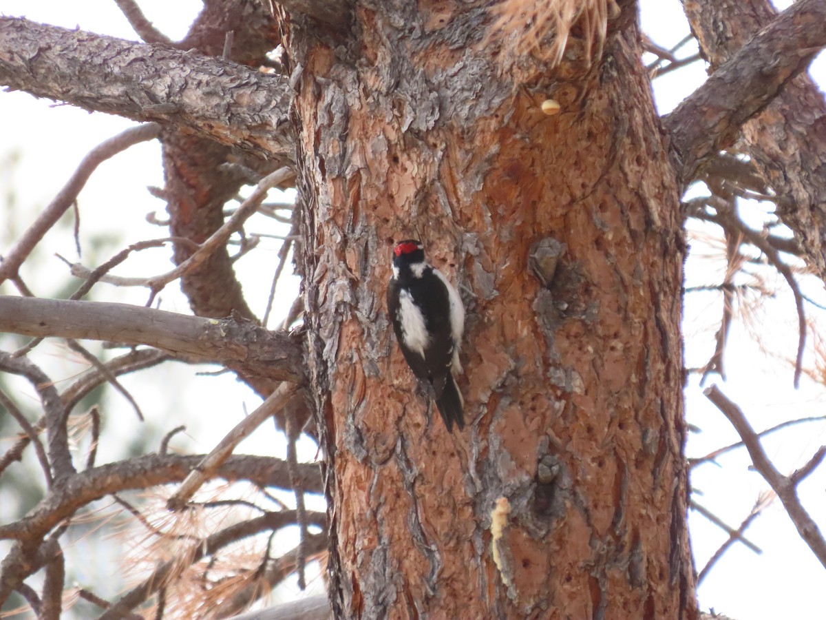 Hairy Woodpecker (Rocky Mts.) - Kieran Schnitzspahn