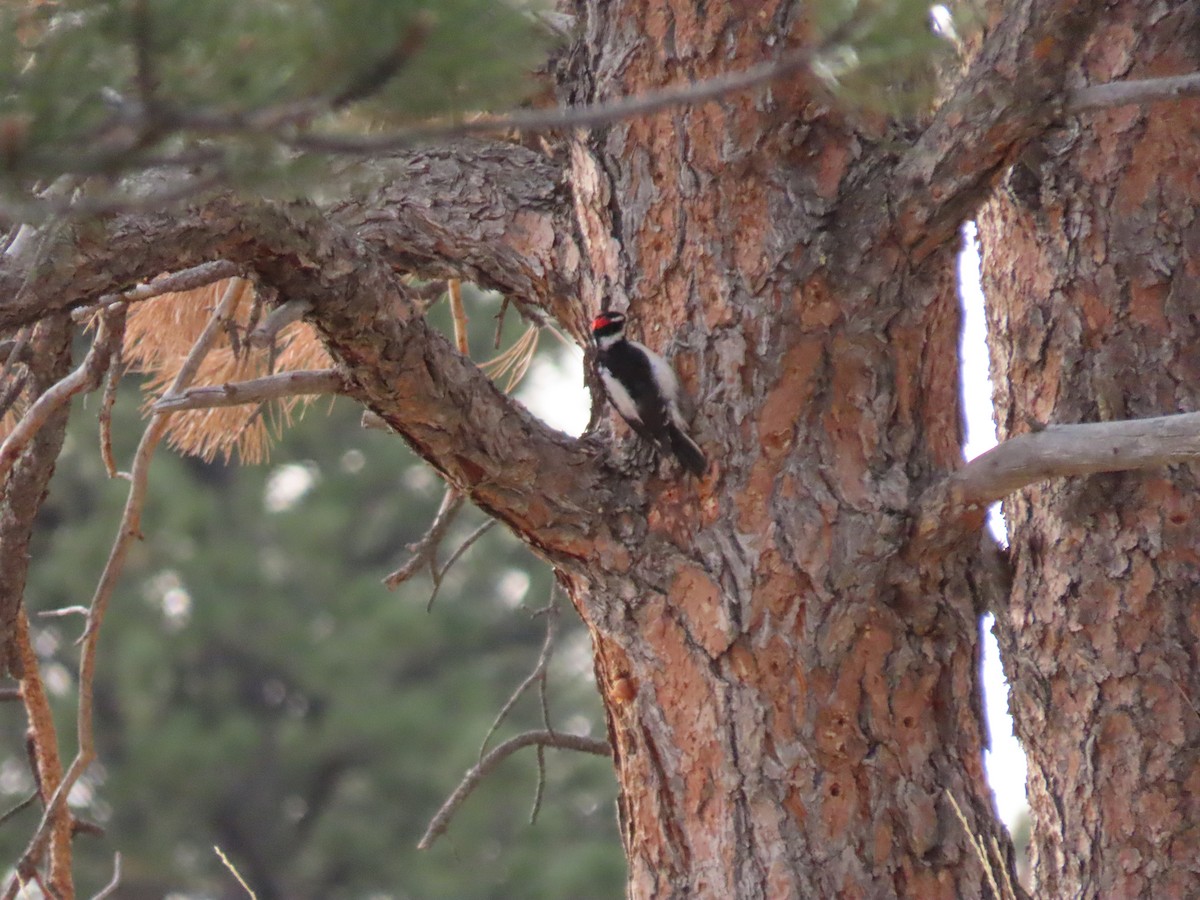 Hairy Woodpecker (Rocky Mts.) - ML514894001