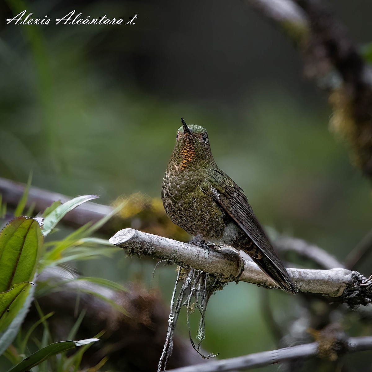 Fire-throated Metaltail - ML514899071