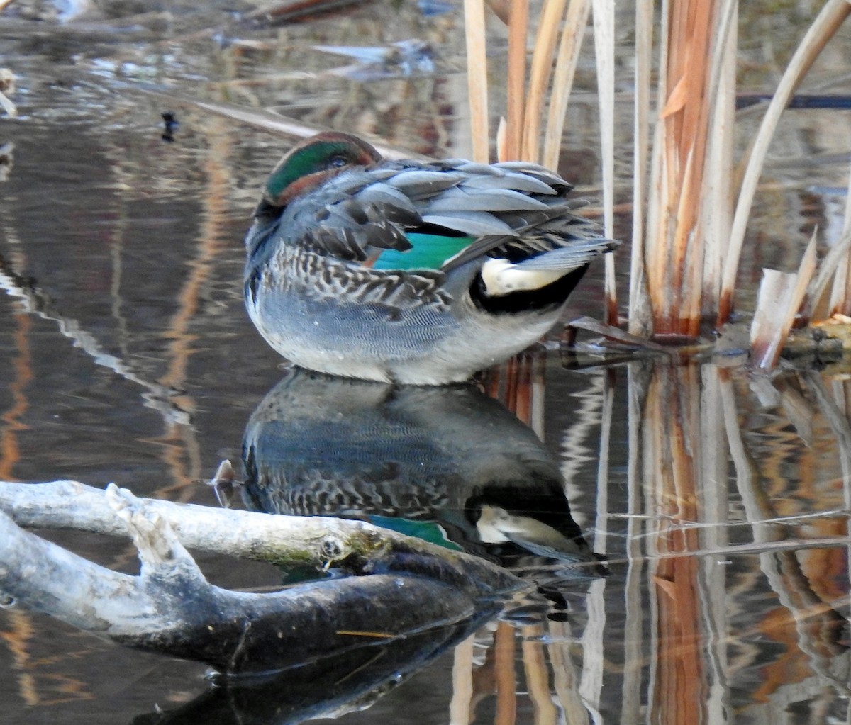 Green-winged Teal - ML514918161