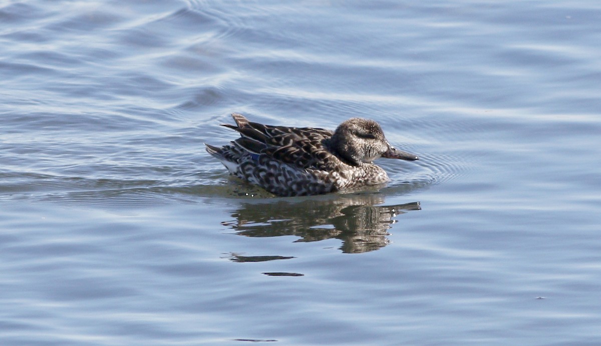 Green-winged Teal - ML51491891
