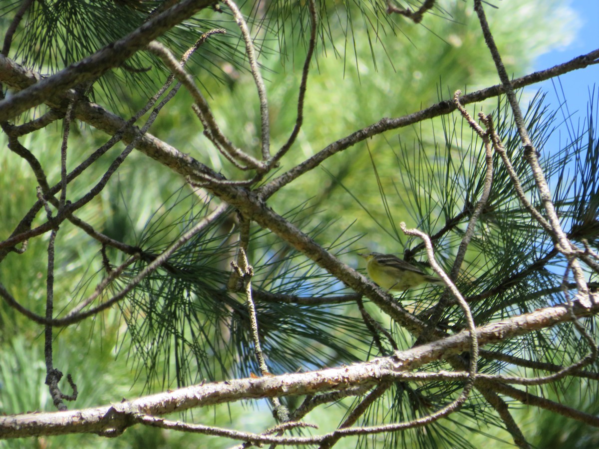 Pine Warbler - ML514920701