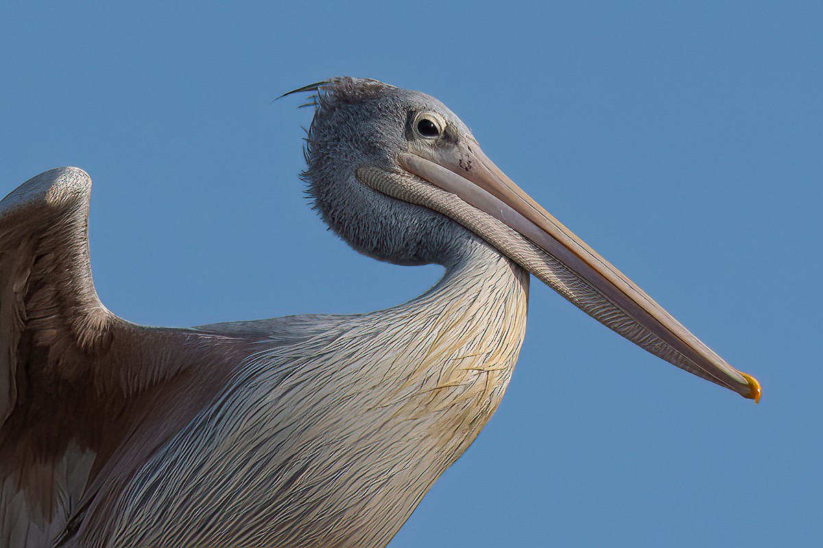 Pink-backed Pelican - ML514923881