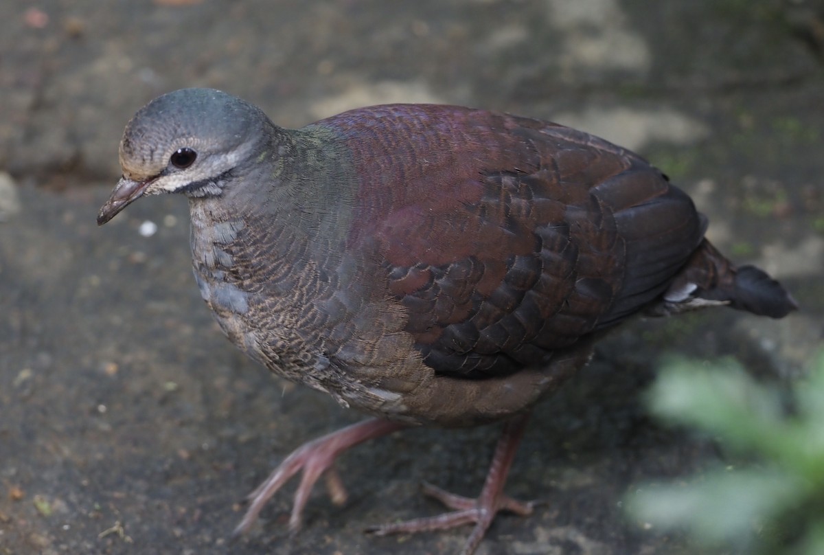 Buff-fronted Quail-Dove - ML514925631