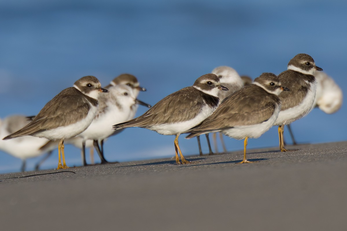 Semipalmated Plover - ML514927731