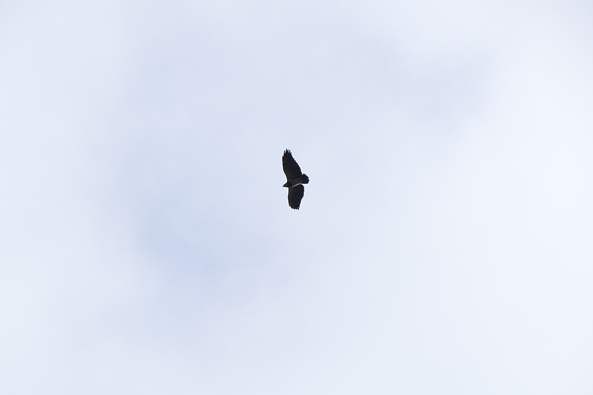 Black-chested Buzzard-Eagle - ML514927741