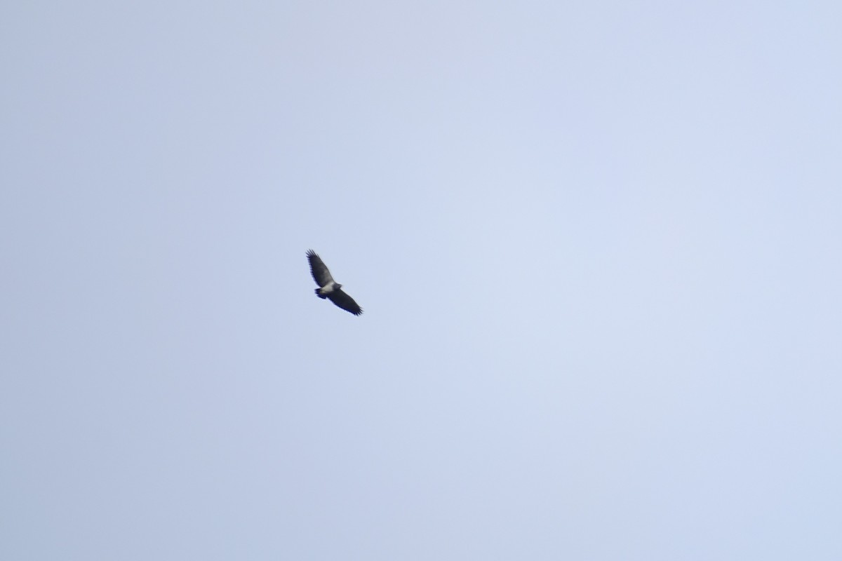 Black-chested Buzzard-Eagle - ML514927751