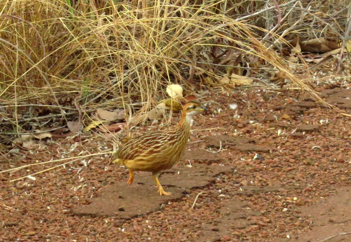 White-throated Francolin - ML514930001