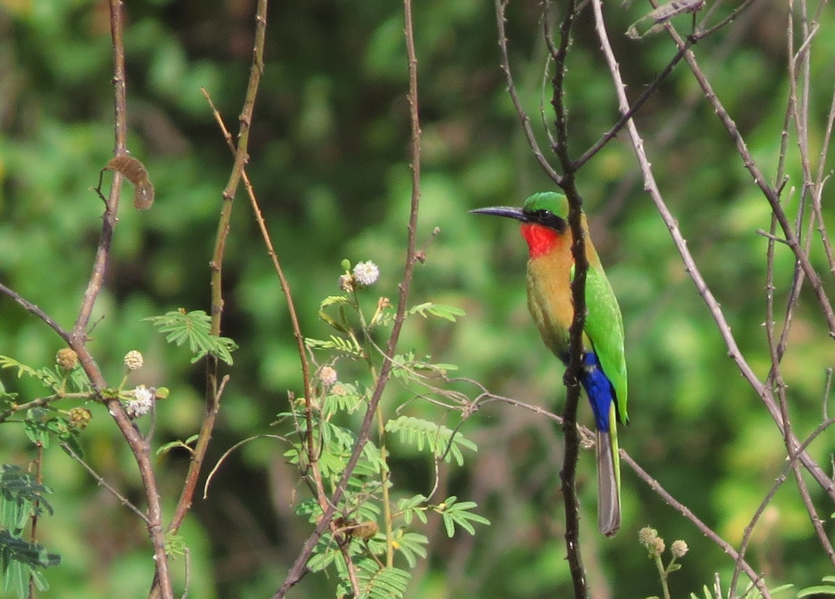 Red-throated Bee-eater - ML514930921