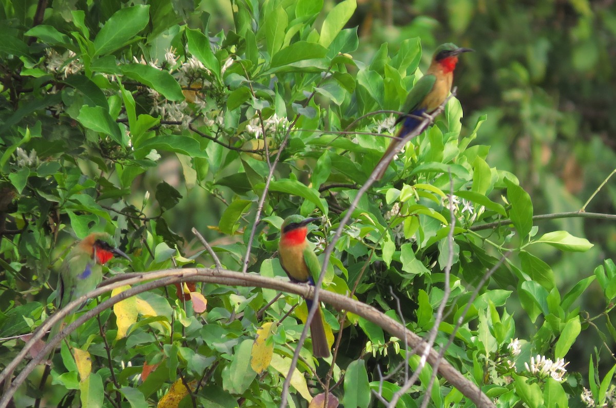 Red-throated Bee-eater - ML514931031