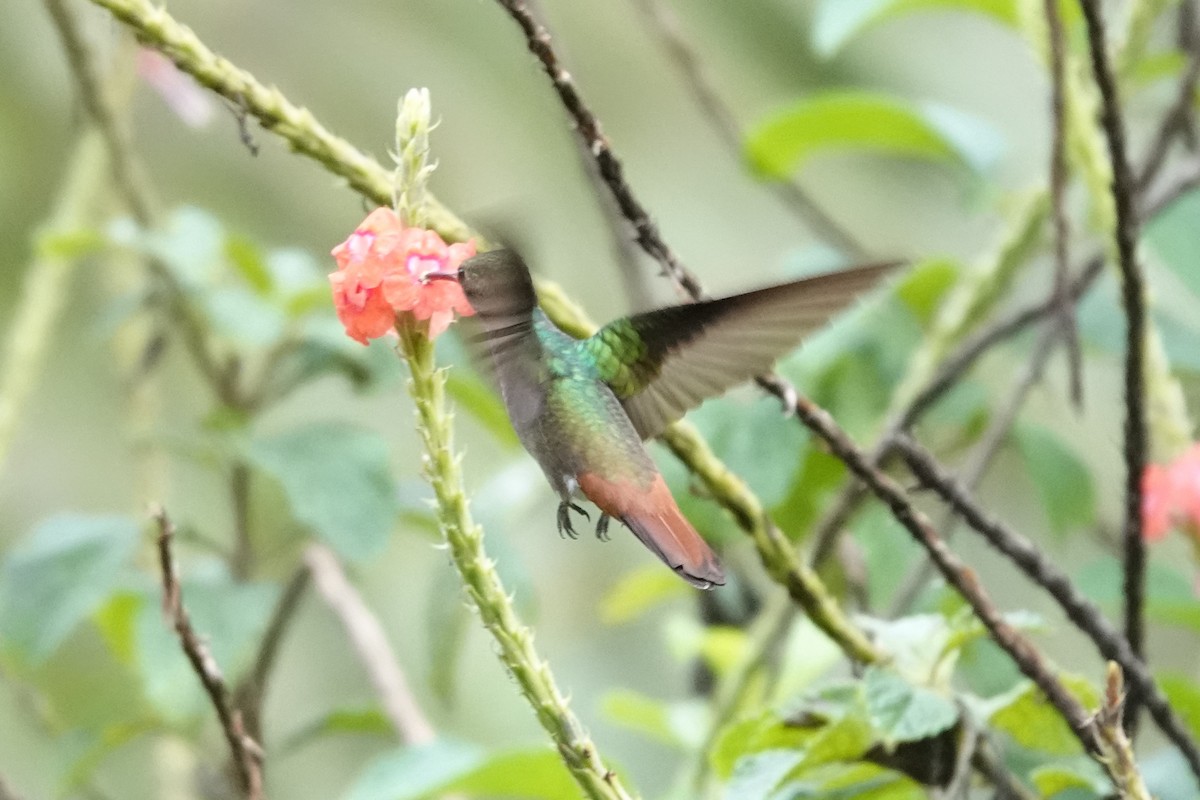 Rufous-tailed Hummingbird - Jana Lagan