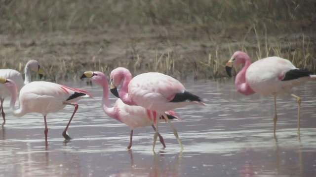 Puna Flamingosu - ML514936071