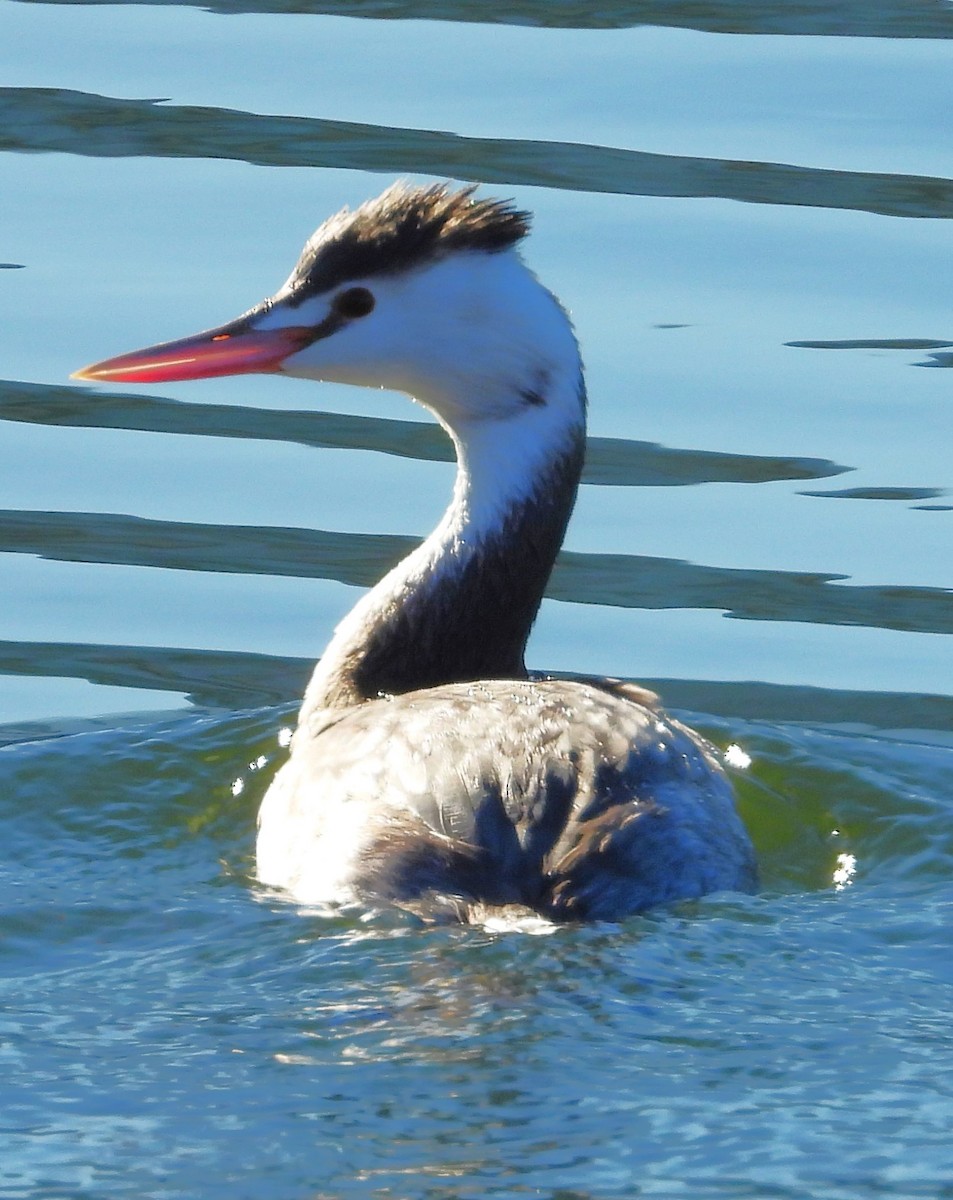 Great Crested Grebe - ML514938551