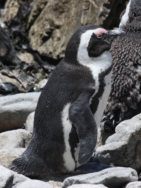 Pingüino de El Cabo - ML51493971