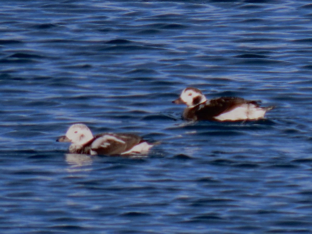 Long-tailed Duck - ML514942921