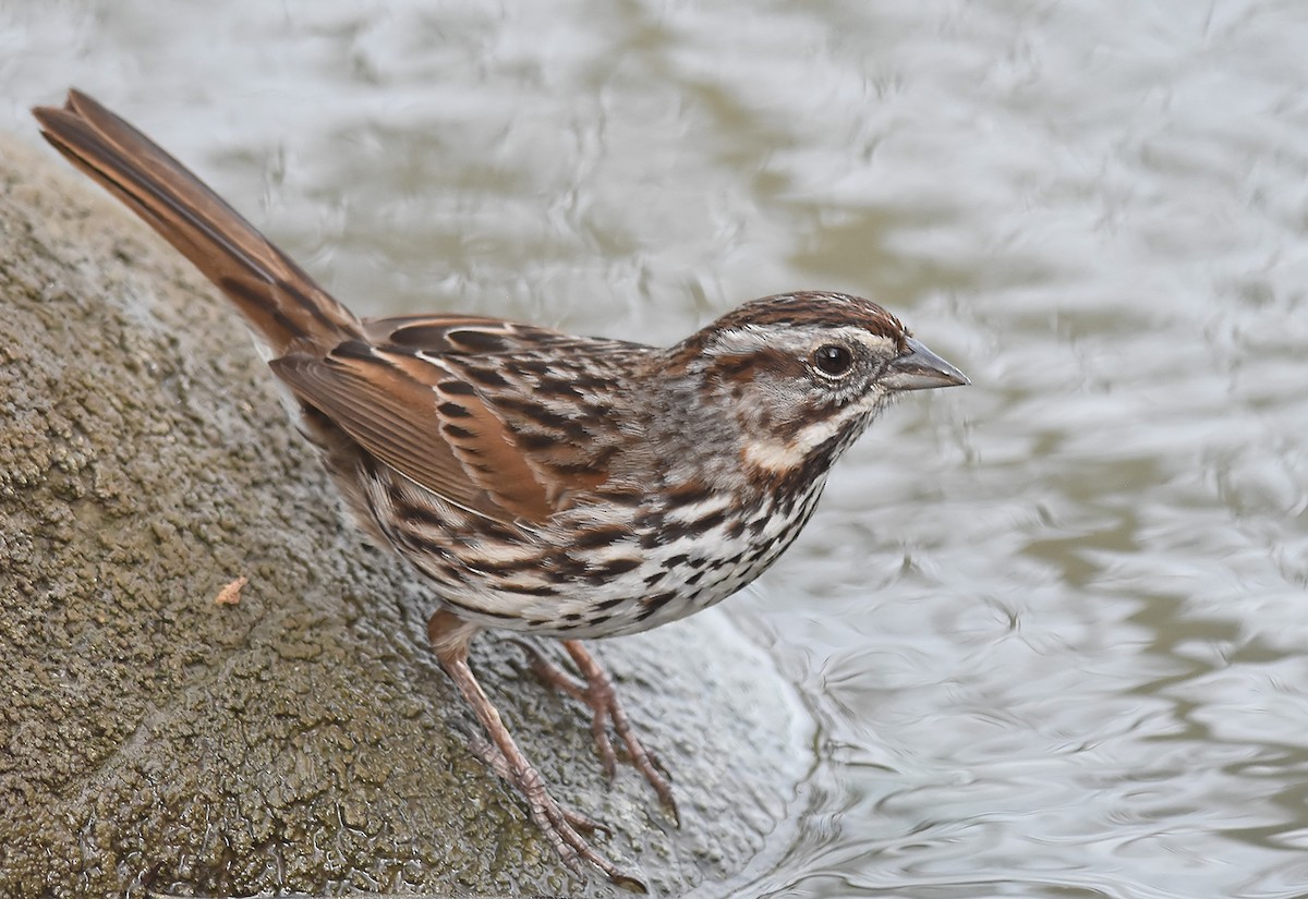 Song Sparrow - Jerry Ting