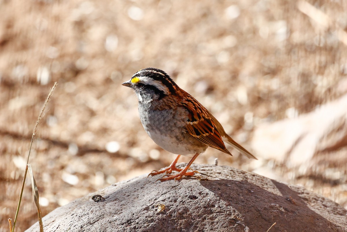 White-throated Sparrow - ML514948741