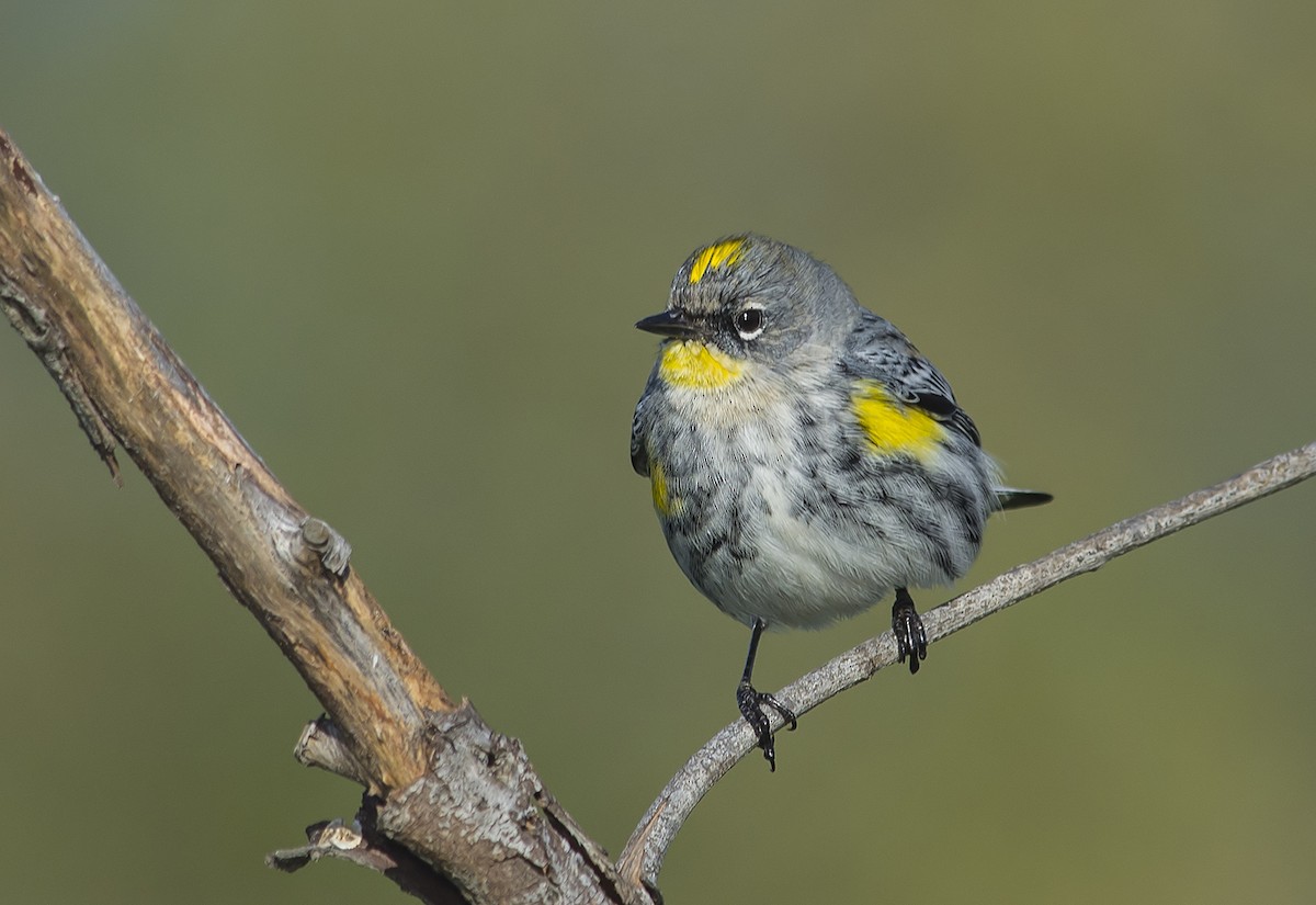 Yellow-rumped Warbler - Jerry Ting