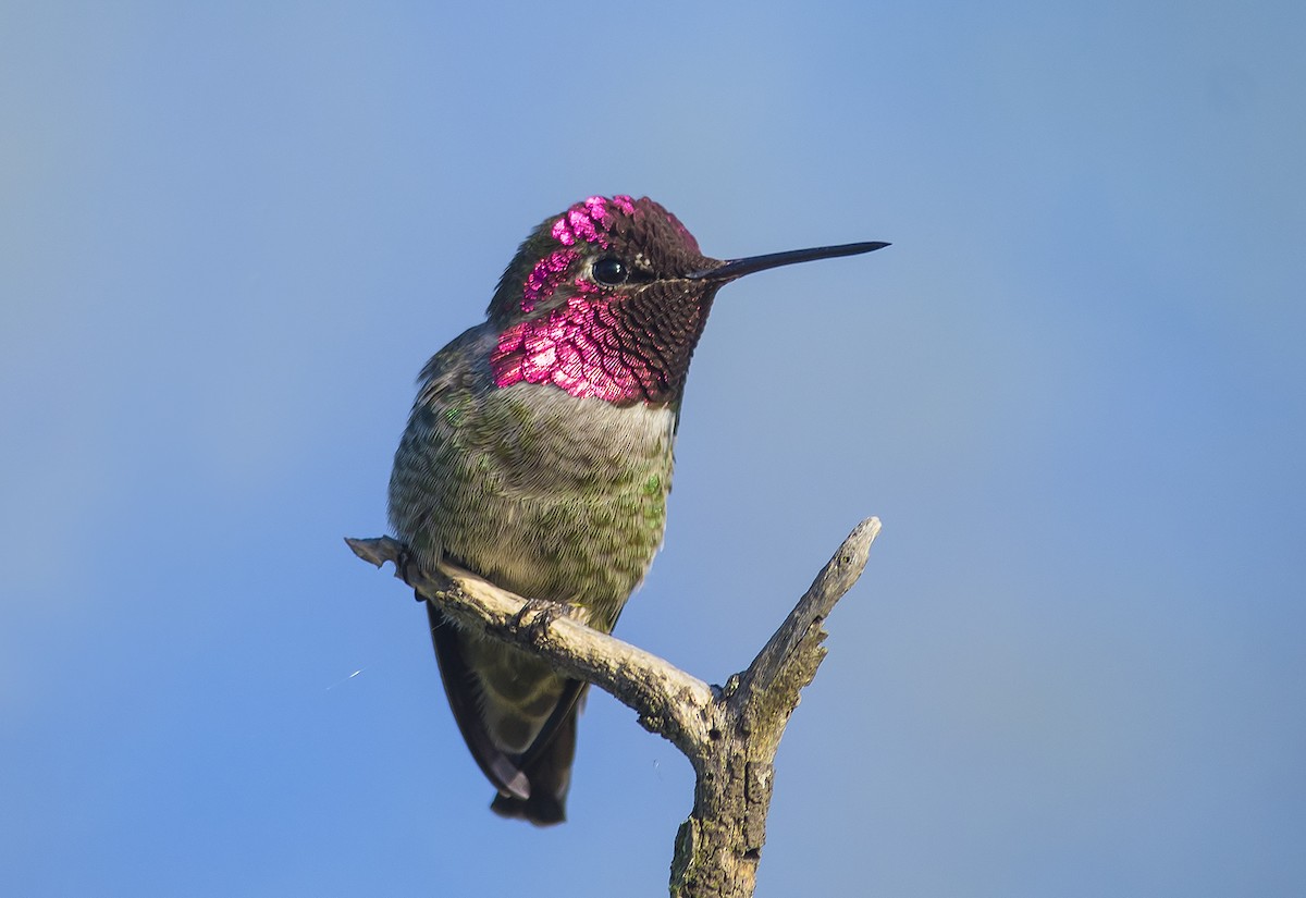 Anna's Hummingbird - ML51495081