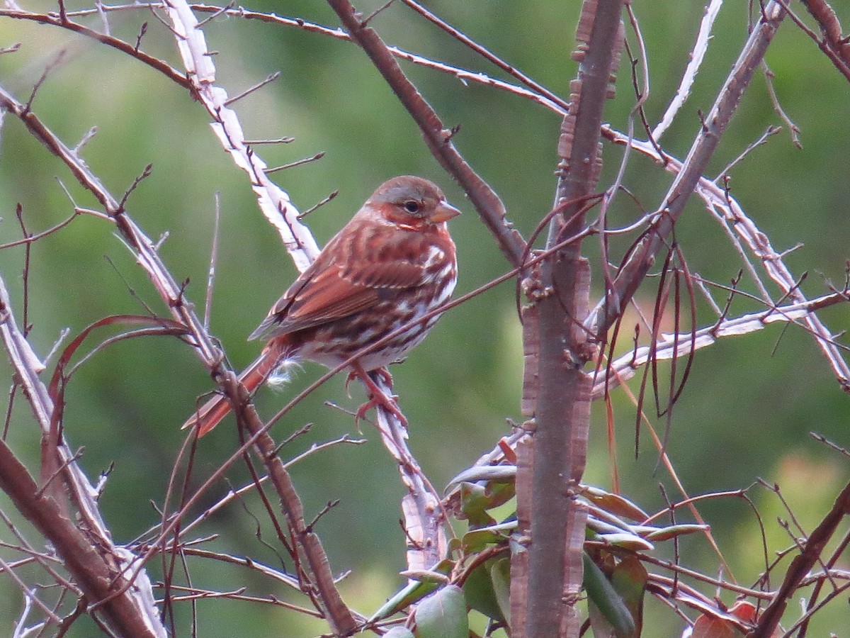 Fox Sparrow (Red) - ML514952551