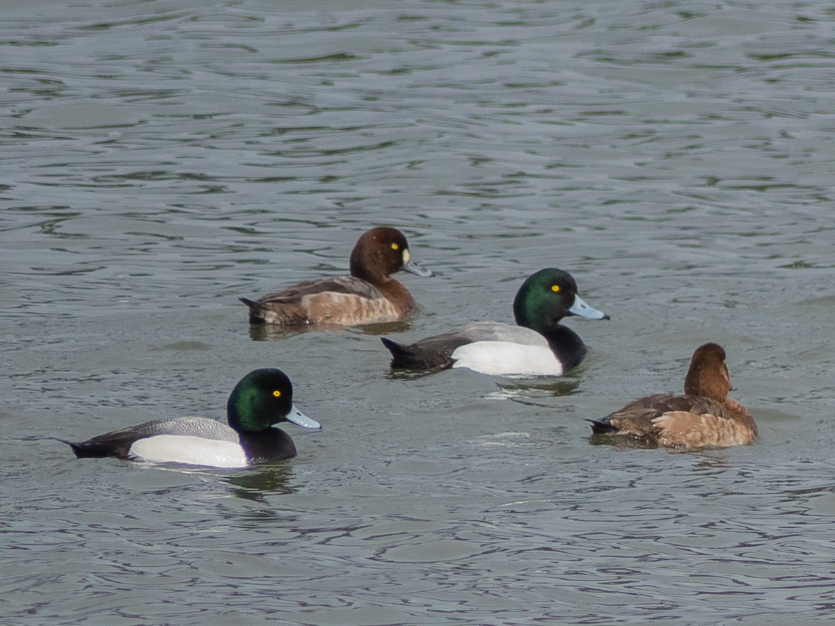 Greater Scaup - Scott O'Donnell