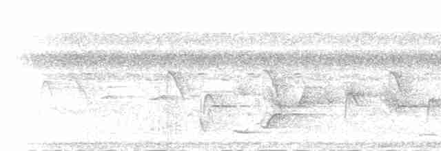 Меланезийская миагра - ML514954