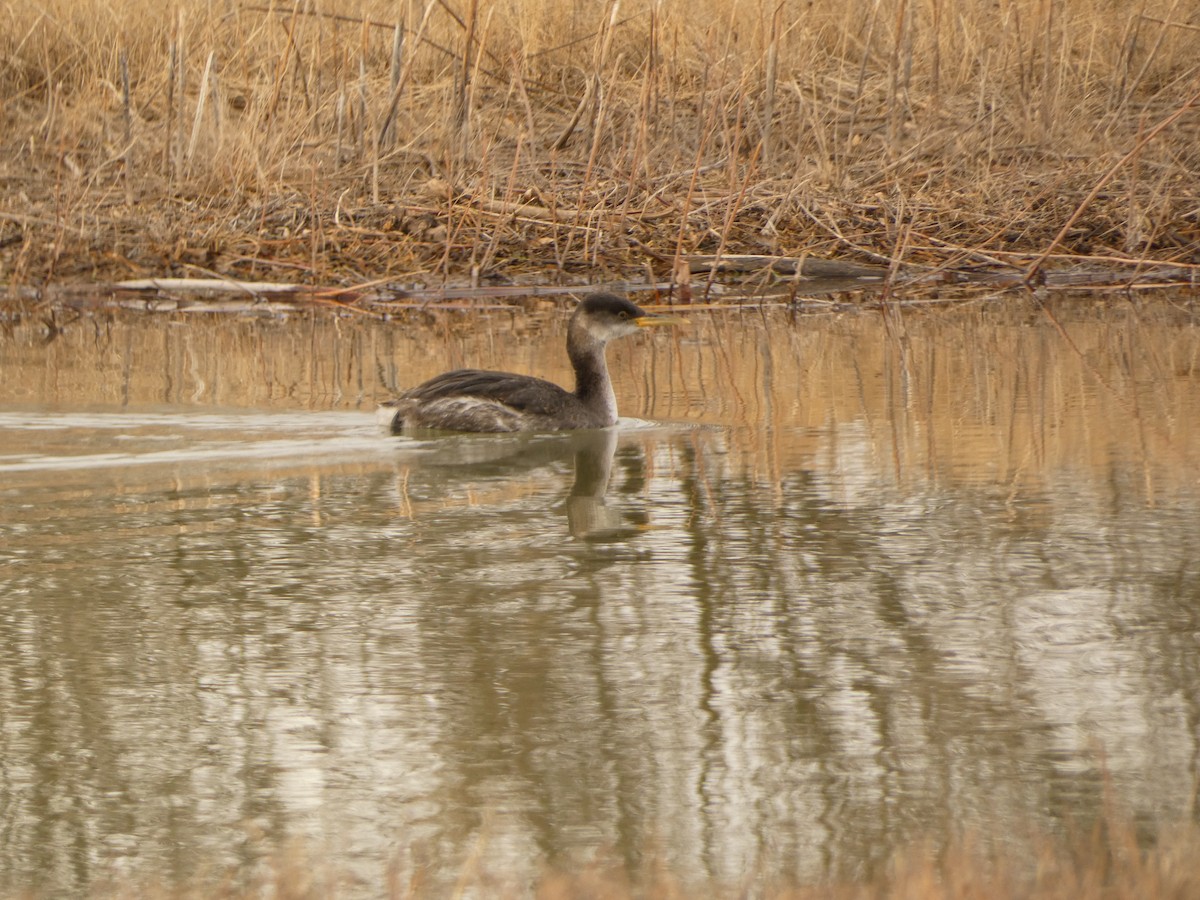 Red-necked Grebe - ML514955501