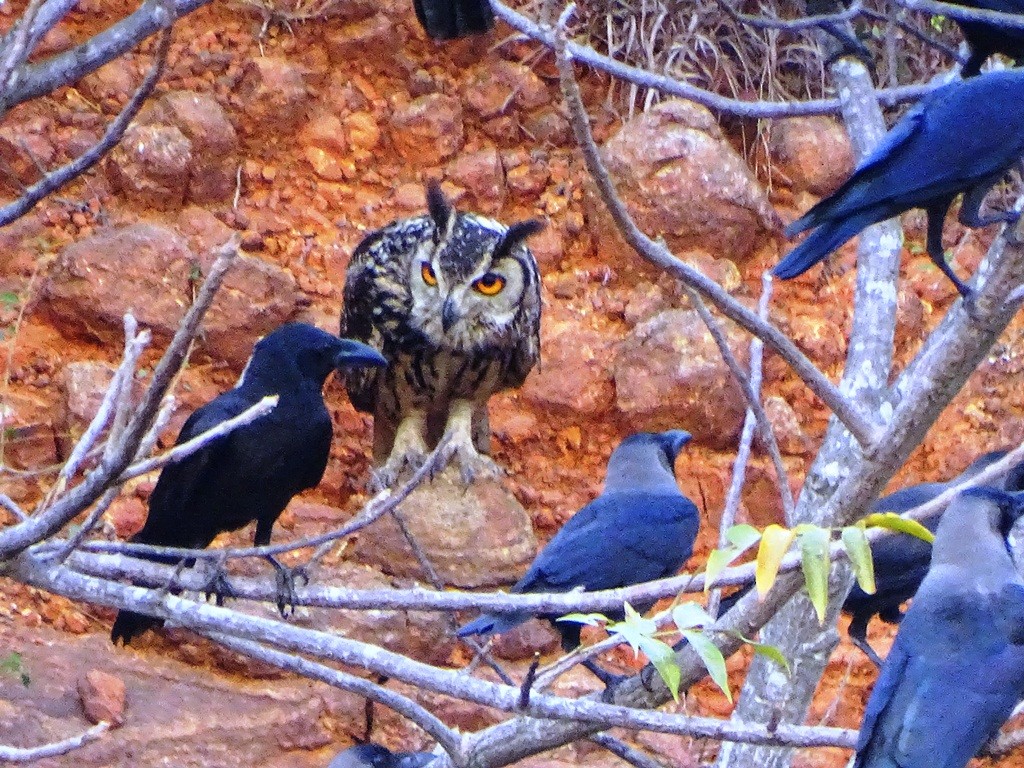 Rock Eagle-Owl - Sreekumar Chirukandoth