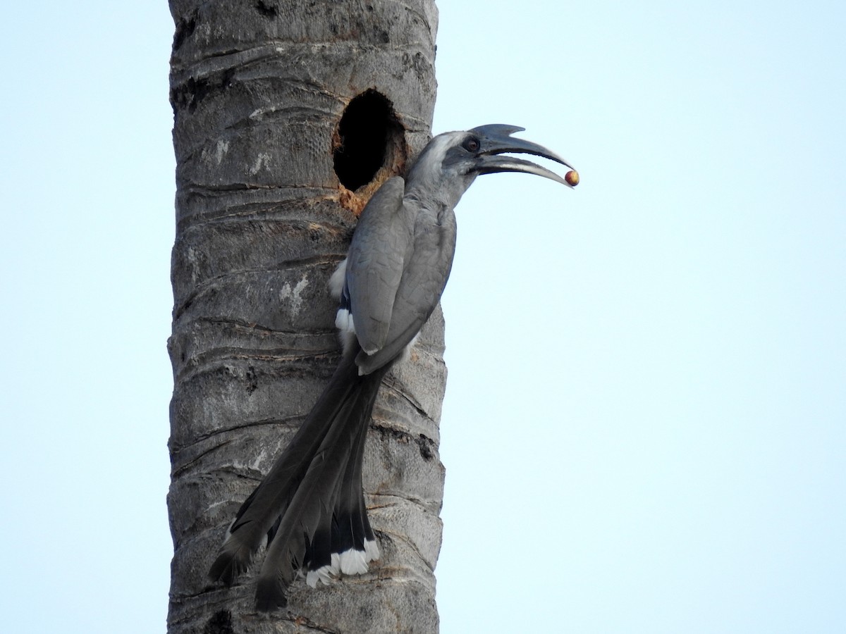 Indian Gray Hornbill - Anonymous