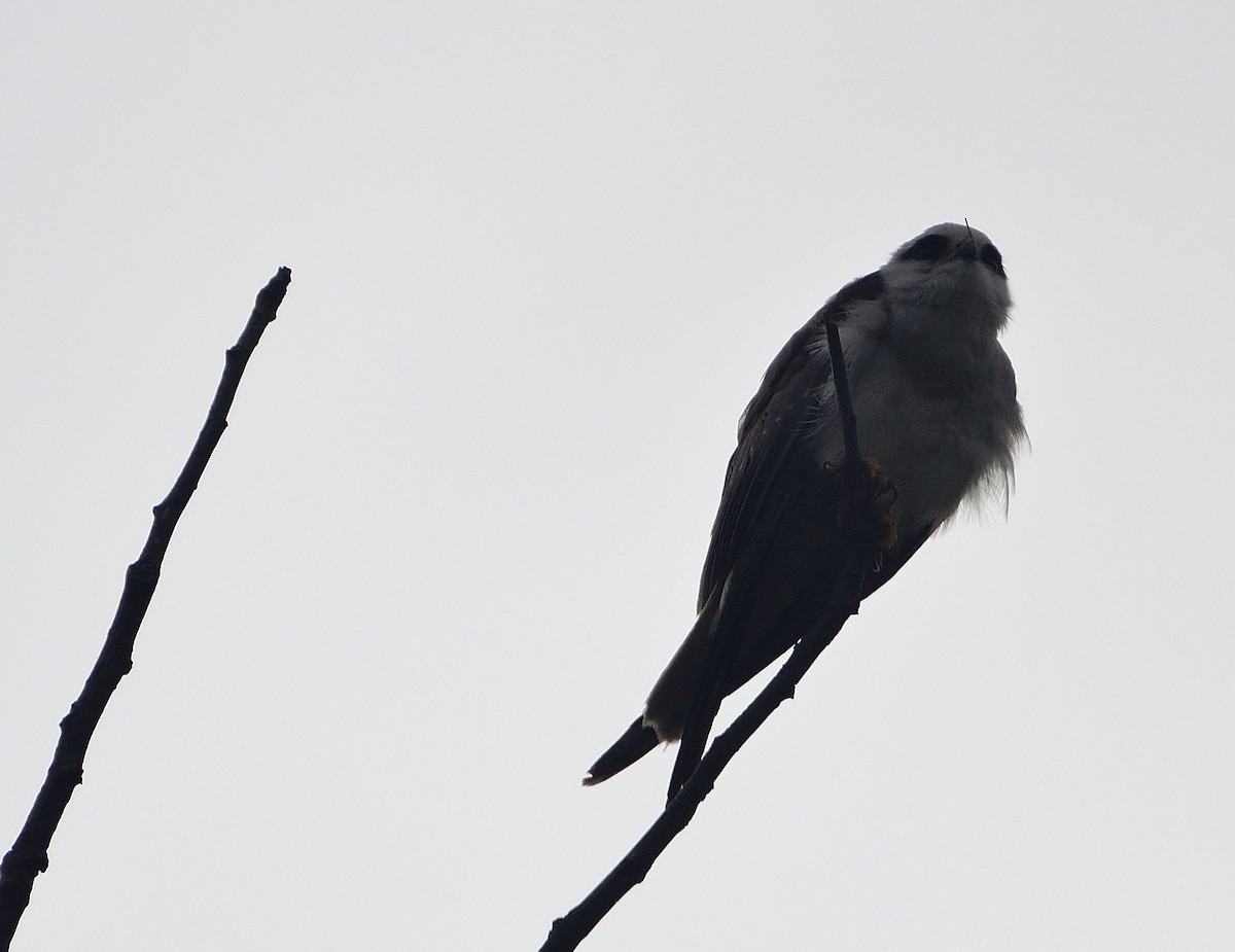 Black-winged Kite - krishna kumar