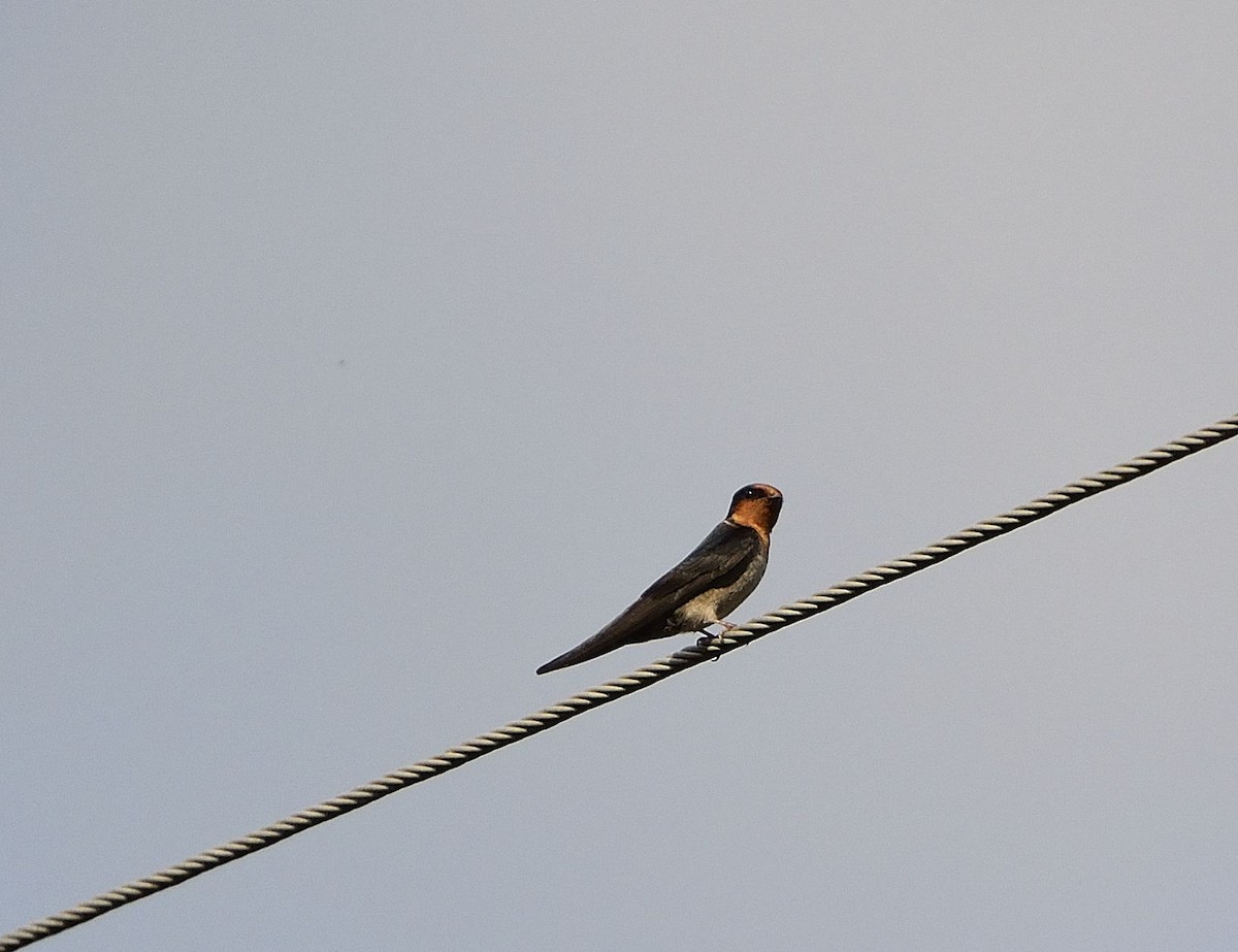 Hill Swallow - krishna kumar