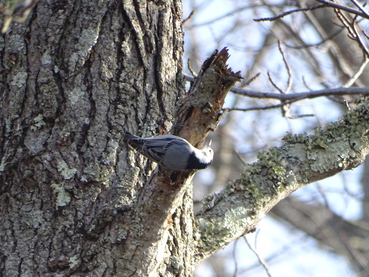 White-breasted Nuthatch - ML514967991