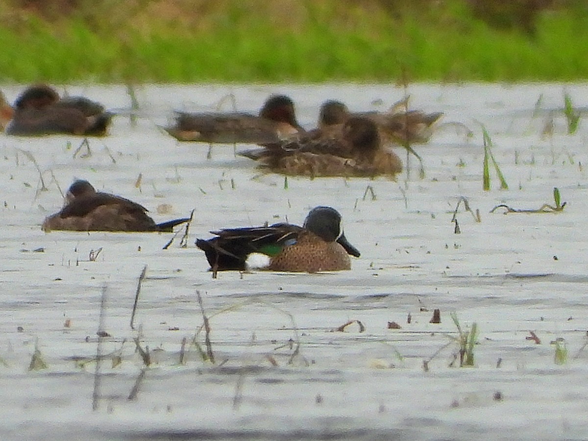 Blue-winged Teal - ML514971241