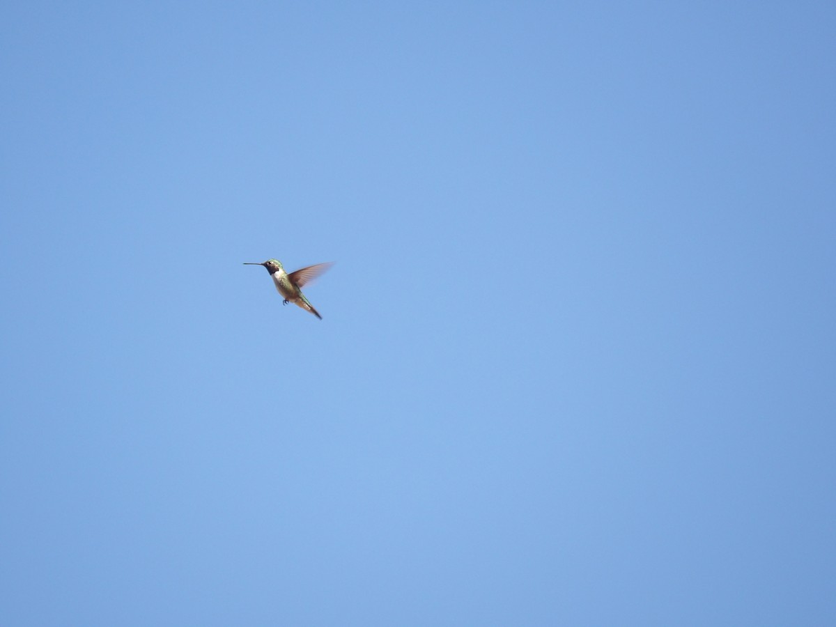 Broad-tailed Hummingbird - ML514971921