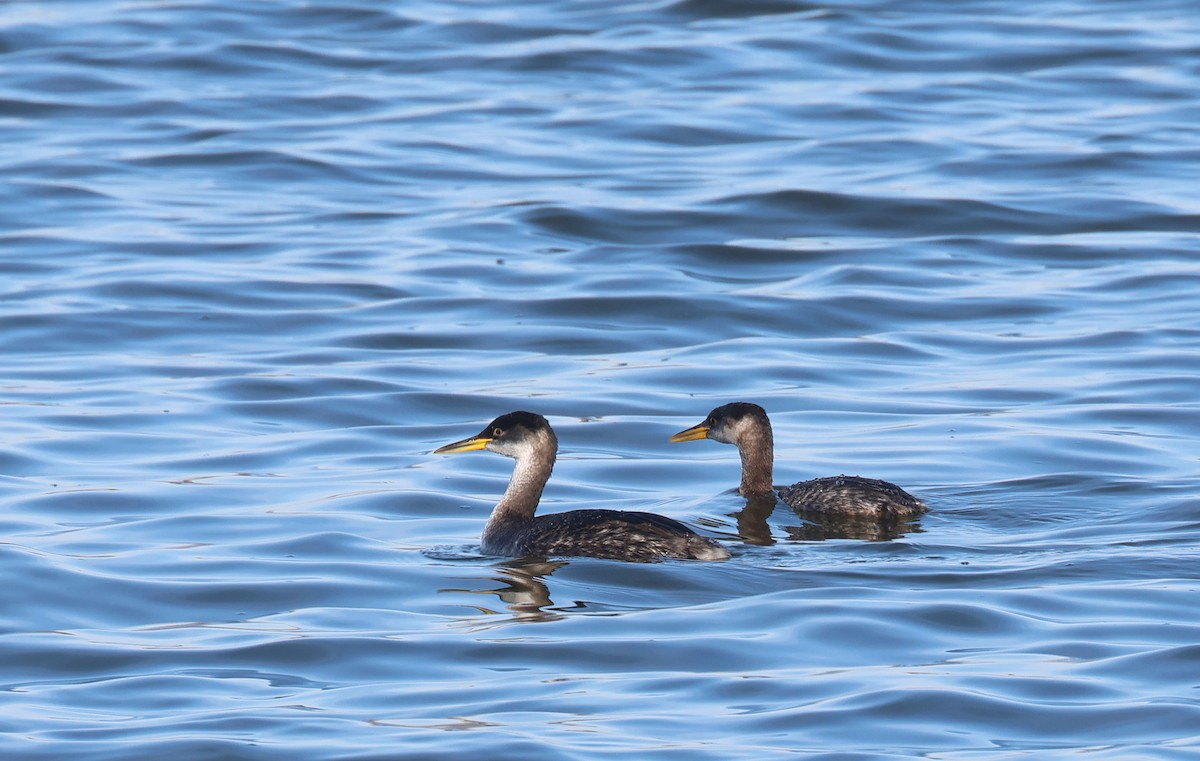 Red-necked Grebe - ML514975461