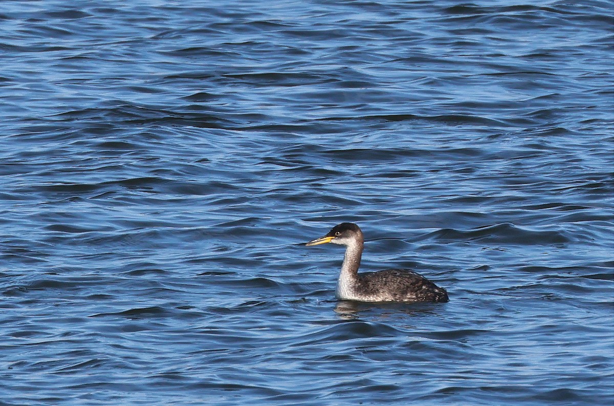 Red-necked Grebe - ML514975481