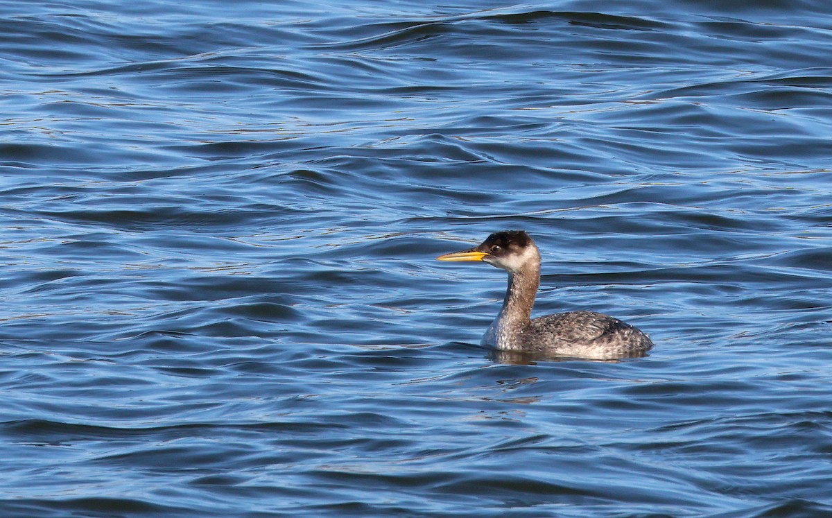 Red-necked Grebe - ML514975531