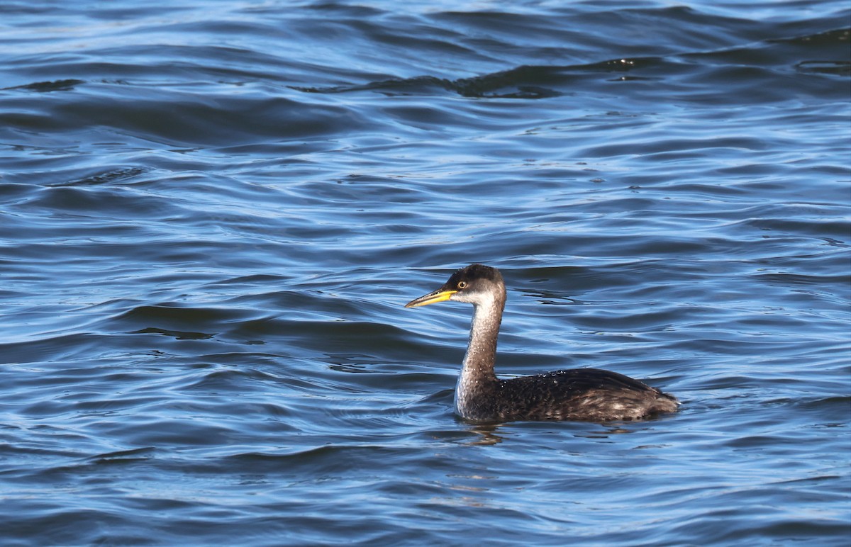 Red-necked Grebe - ML514975551