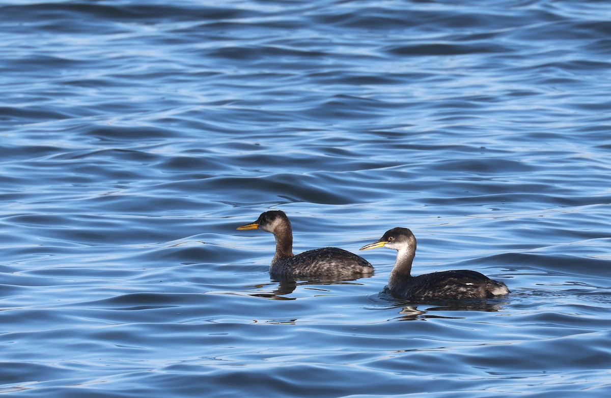 Red-necked Grebe - ML514975581