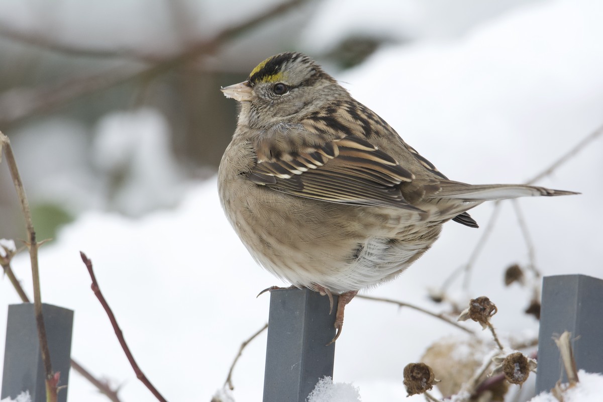 White-crowned x Golden-crowned Sparrow (hybrid) - ML514976441