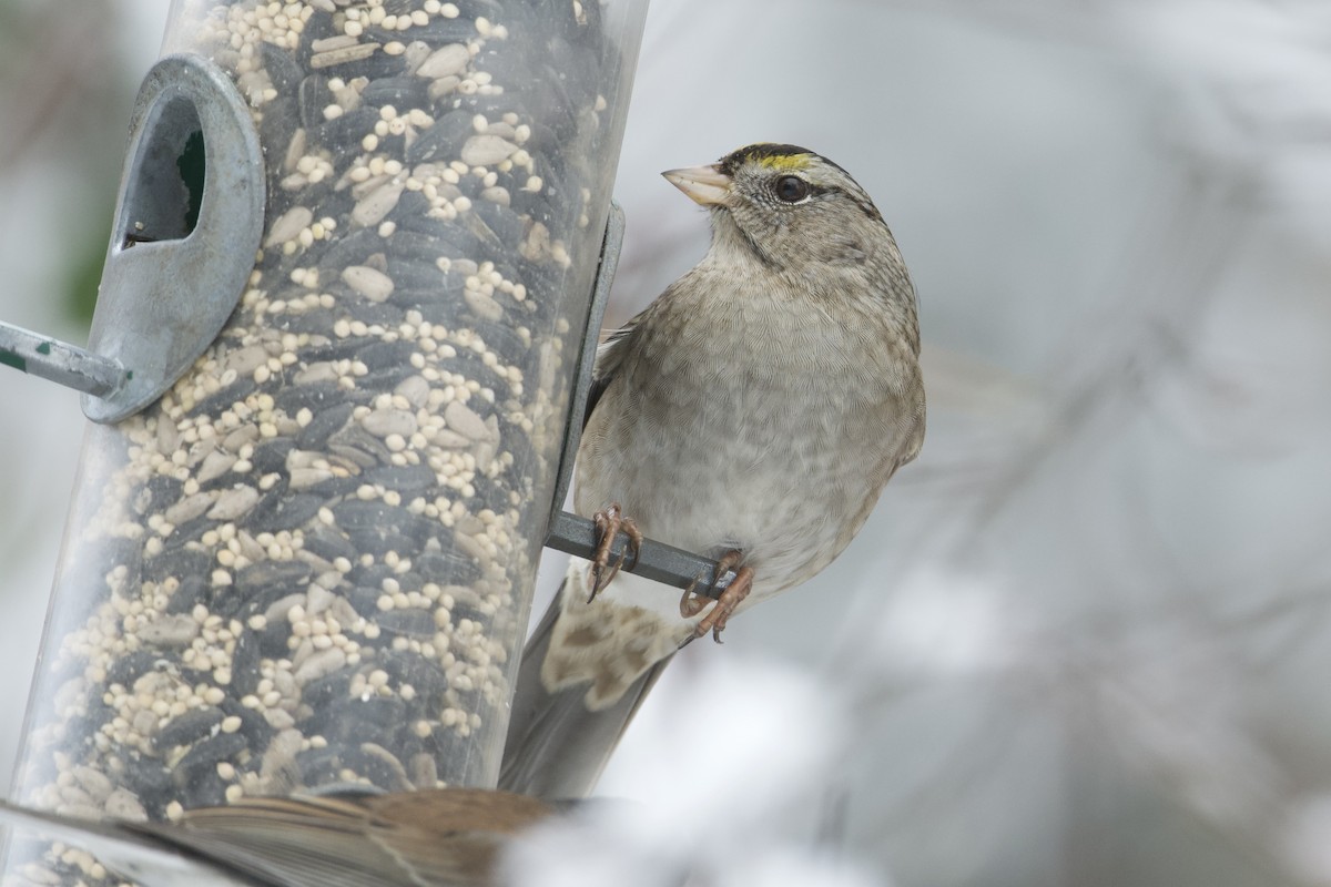 White-crowned x Golden-crowned Sparrow (hybrid) - ML514976451