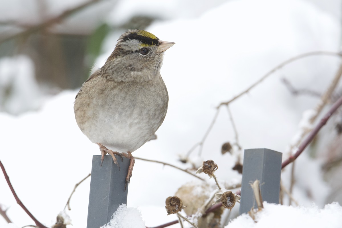 White-crowned x Golden-crowned Sparrow (hybrid) - ML514976461
